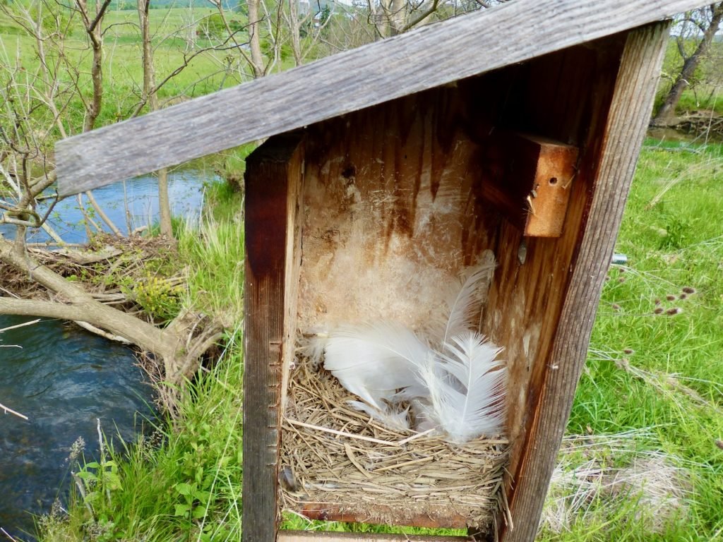 Tree Swallow nest