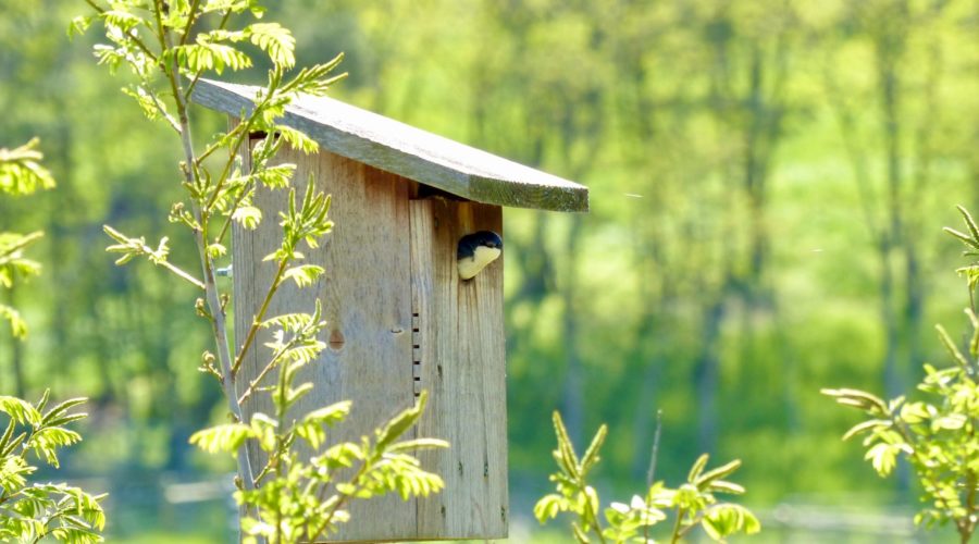 Tree Swallow in nest box.