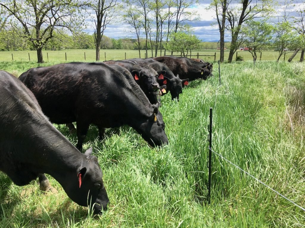 Mob grazing cows