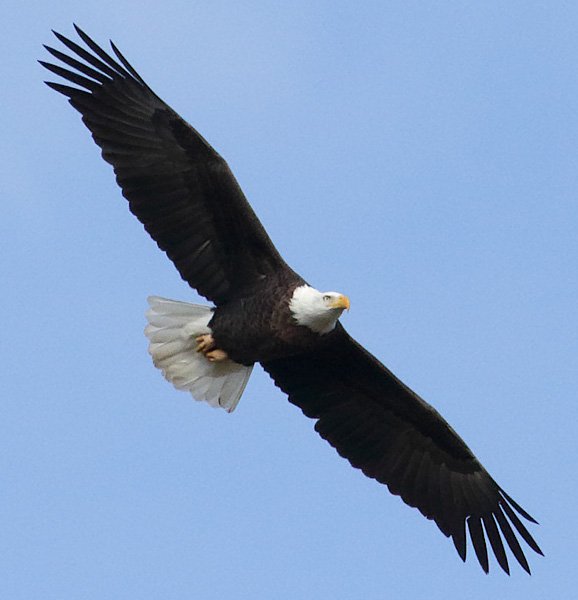 Bald Eagles of Swoope
