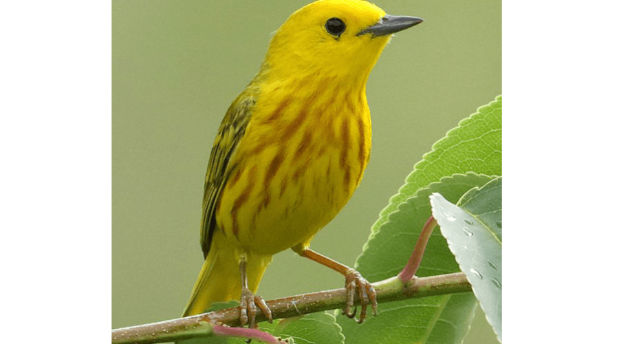 Earth Day 51, a Sense of Wonder, Environmental Activism, and the Law