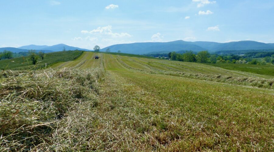 The hay is ready at Whiskey Creek Angus.