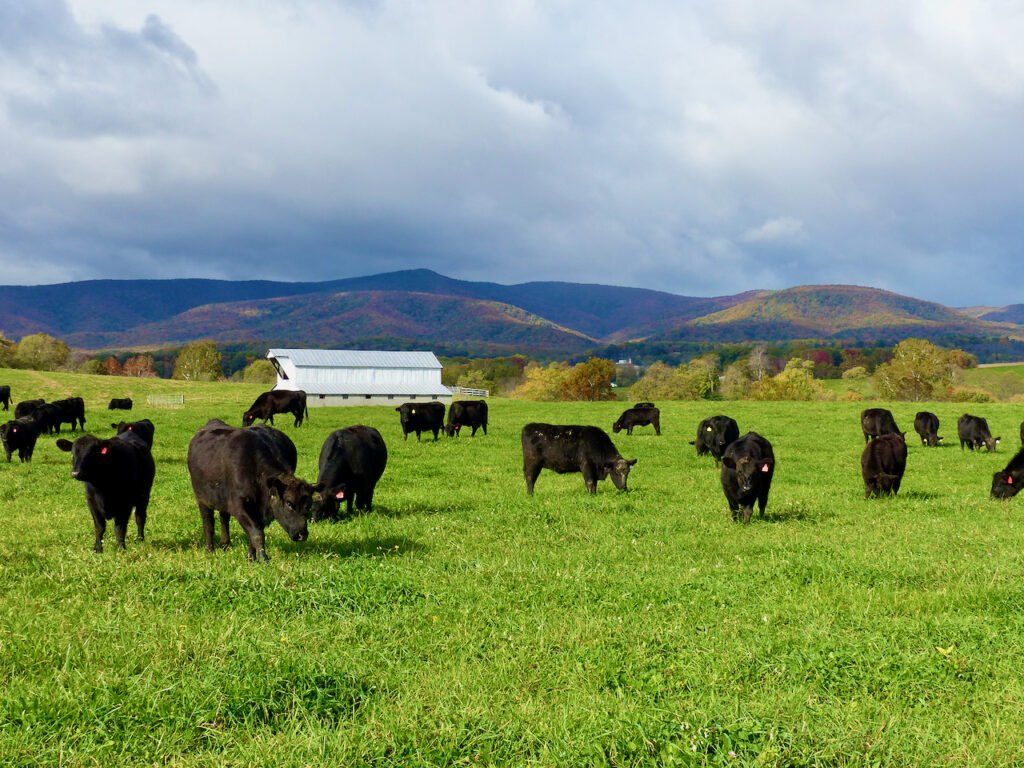 A conservation easement will protect Whiskey Creek Angus farm from being subdivided.