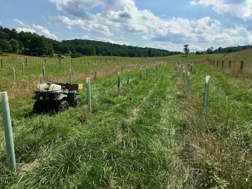 Newly planted riparian forest buffer at Whiskey Creek Angus