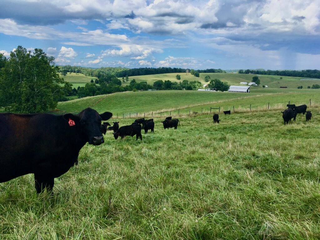 Whiskey Creek Angus is conserved forever with a conservation easement