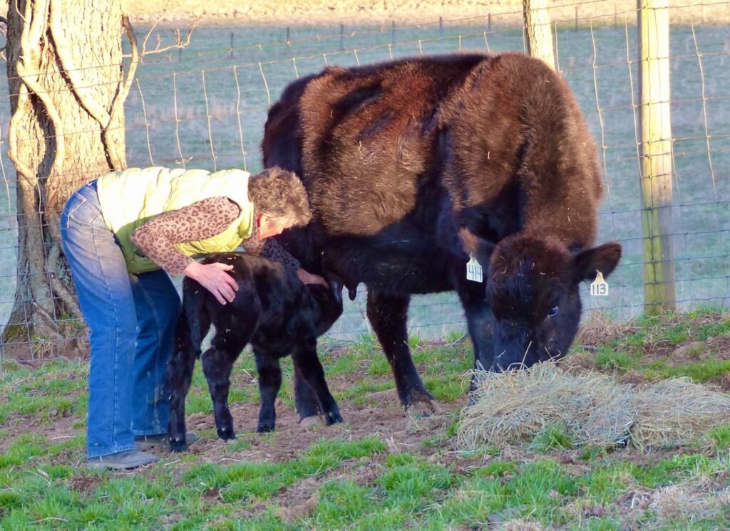 Jeanne teaches calf to nurse