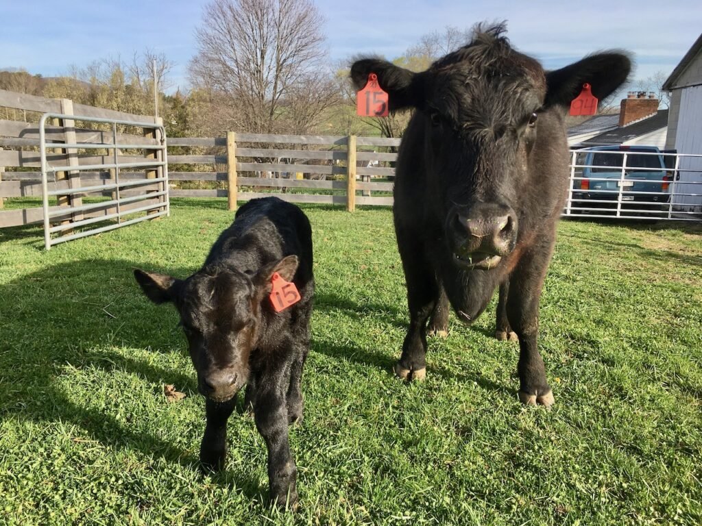Calf 15 with his mother.