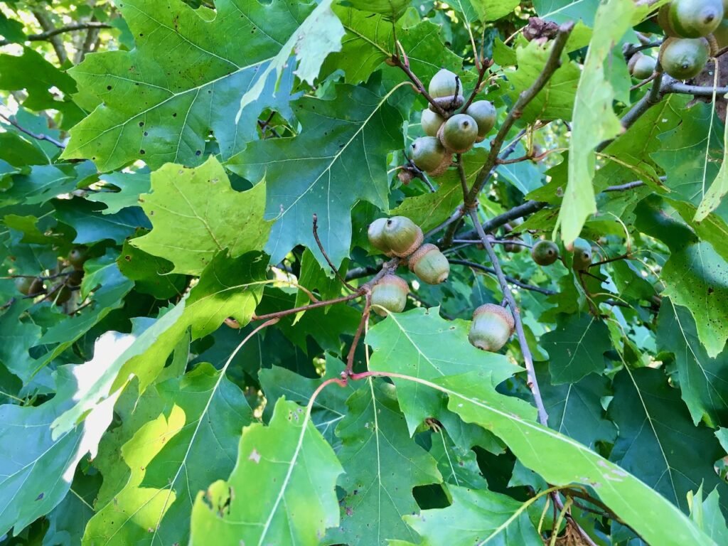 Red Oak acorns