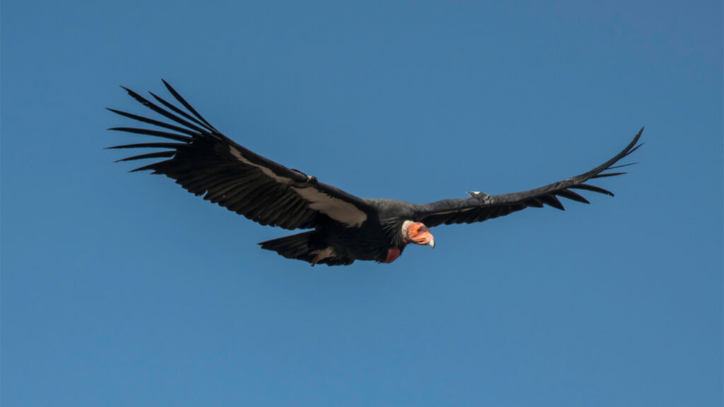 The Endangered Species Act saved the California Condor