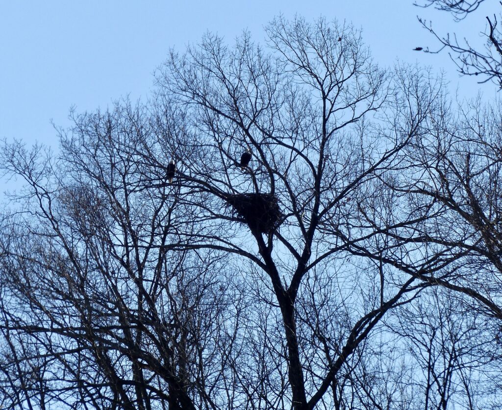 Bald Eagles in Swoope
