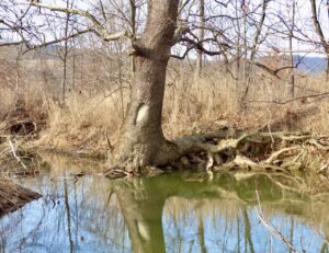 Sycamore trees anchor the banks of the river.
