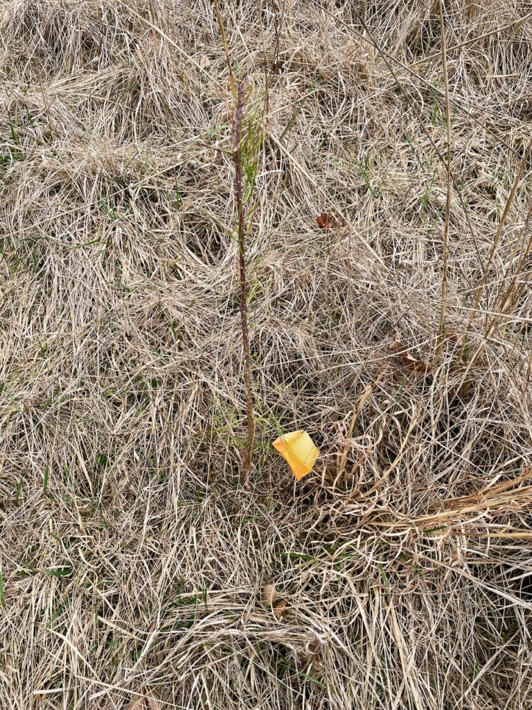 Short Leaf Pine survivor.