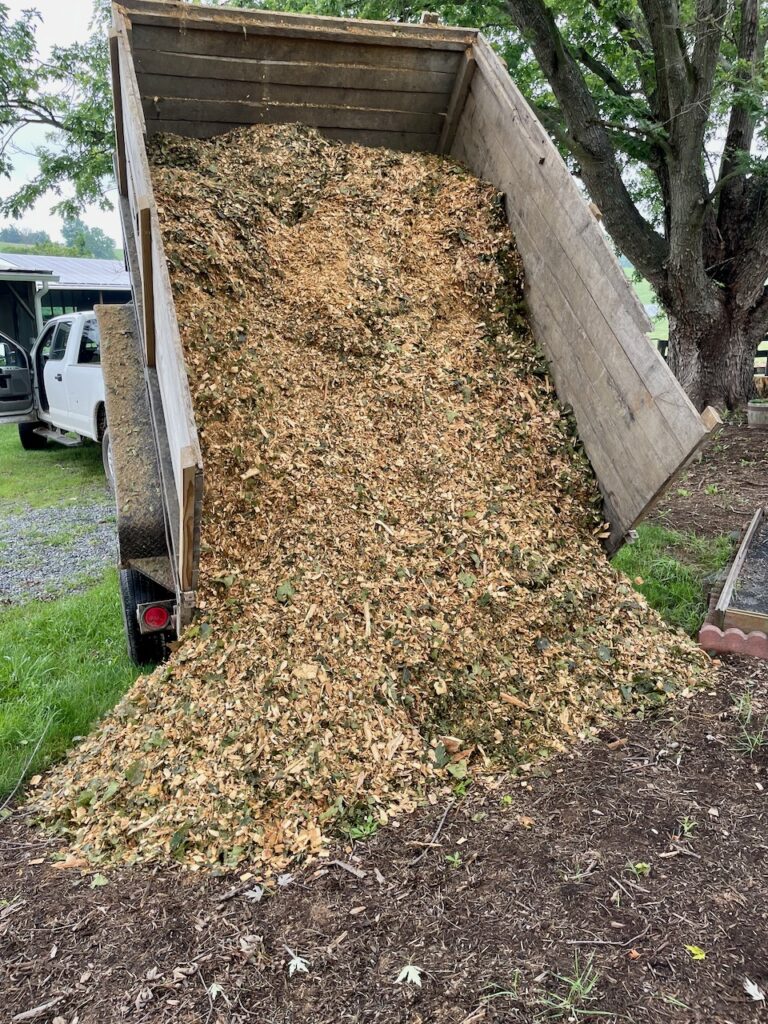 Black Oak chips
