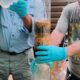 Whiskey Creek Almanac: August 2026, Climate Change, Mycofiltration, and the American Barn Owl