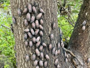 Spotted Lanternflies
