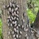 The Battle Against Two Invasives: Tree-of-Heaven and Spotted Lanternfly