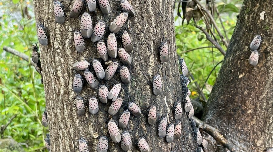 Spotted Lanternflies