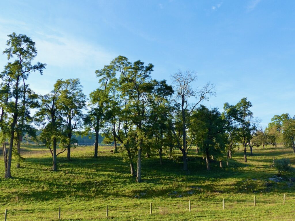 Black Locust grove.